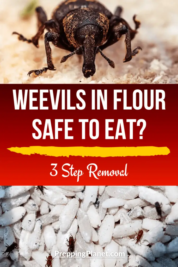 Weevils In Flour Safe To Eat 3 Step Removal Prepping Planet