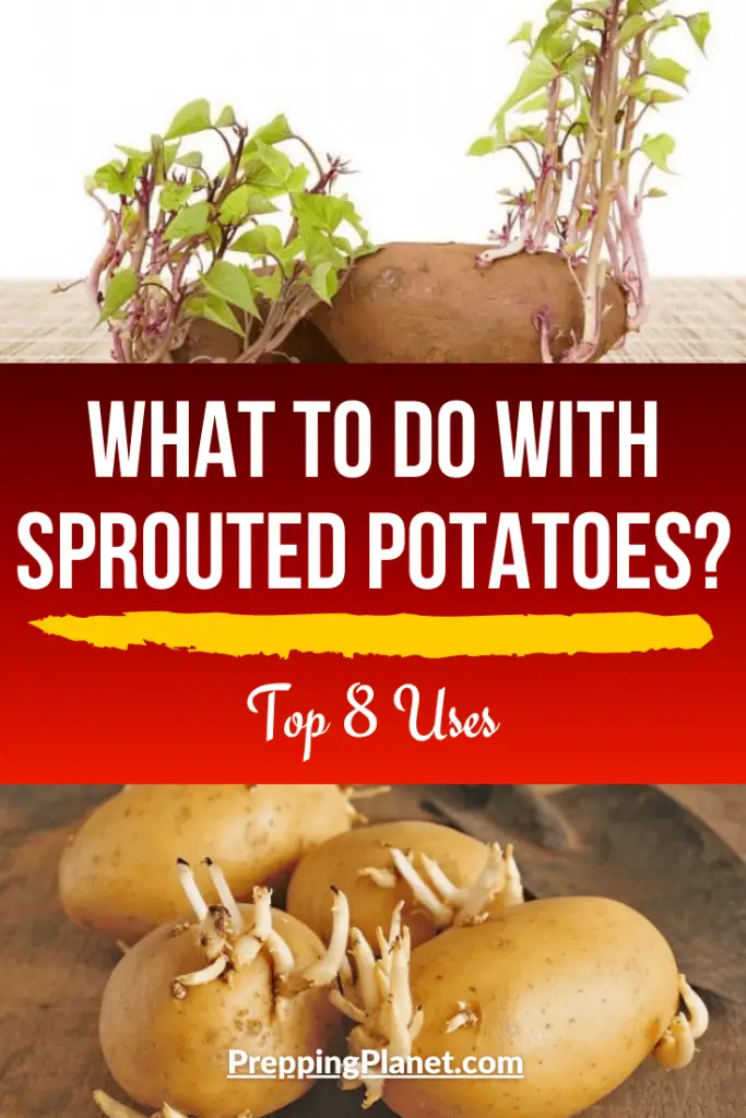 What to do with sprouted potatoes? ( Top 8 Uses ) » Prepping Planet