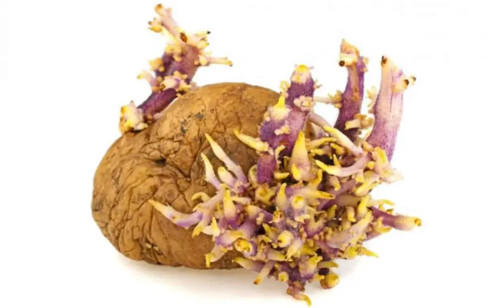 what-to-do-with-sprouted-potatoes-top-8-uses-prepping-planet