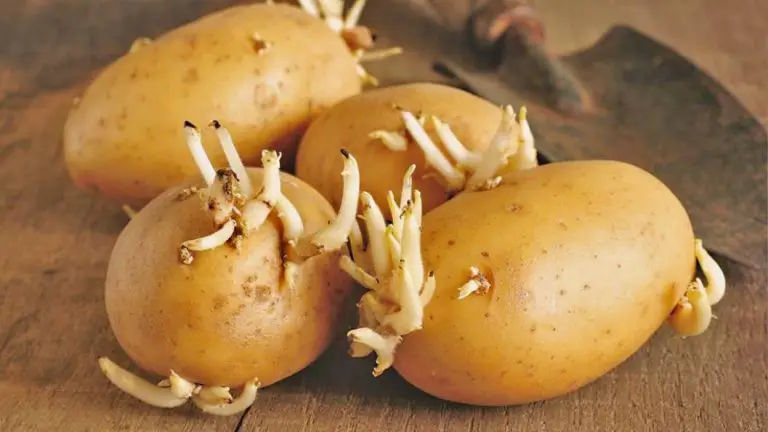 what to do with sprouted potatoes