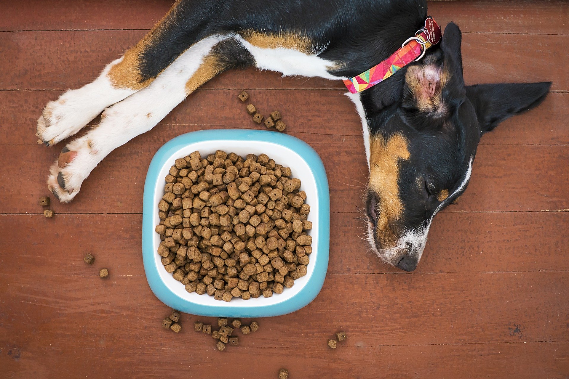 can humans eat dog food in an emergency