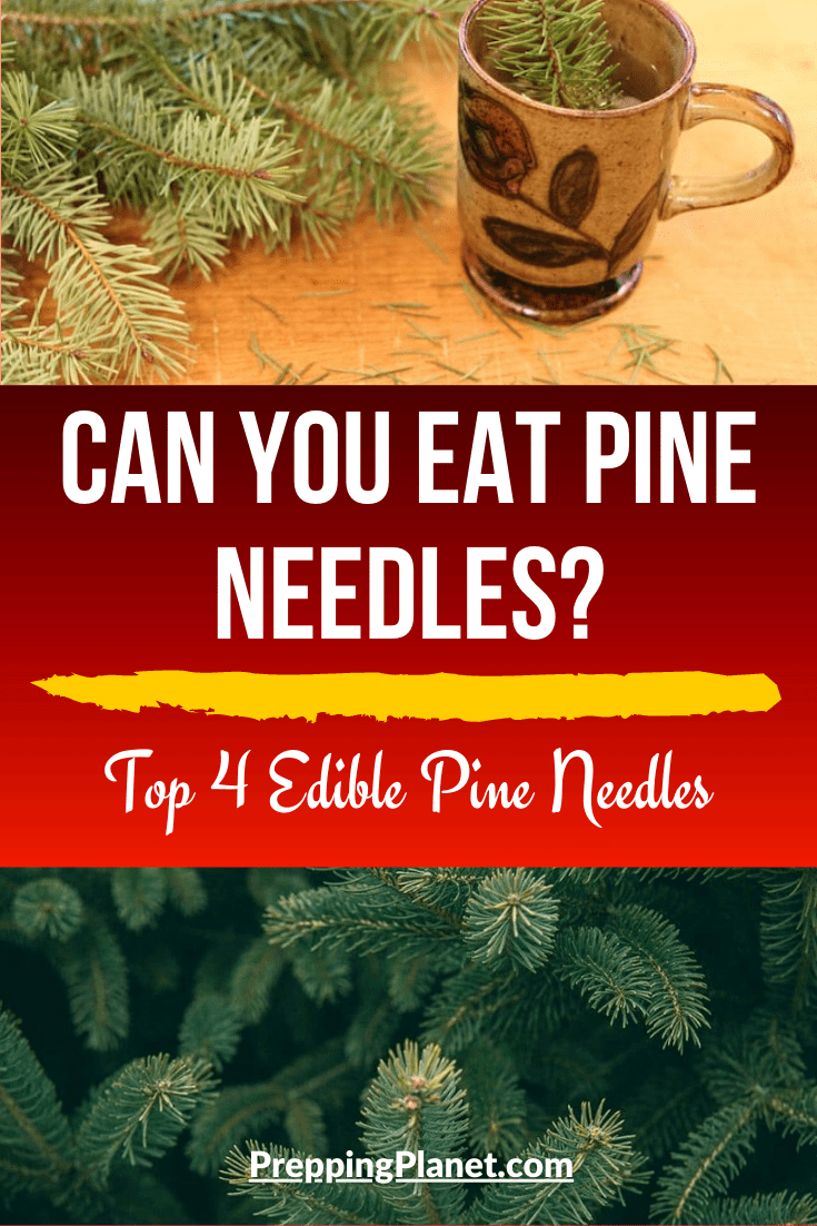 Can you eat pine needles? ( Top 4 Edible Pine Needles ) » Prepping