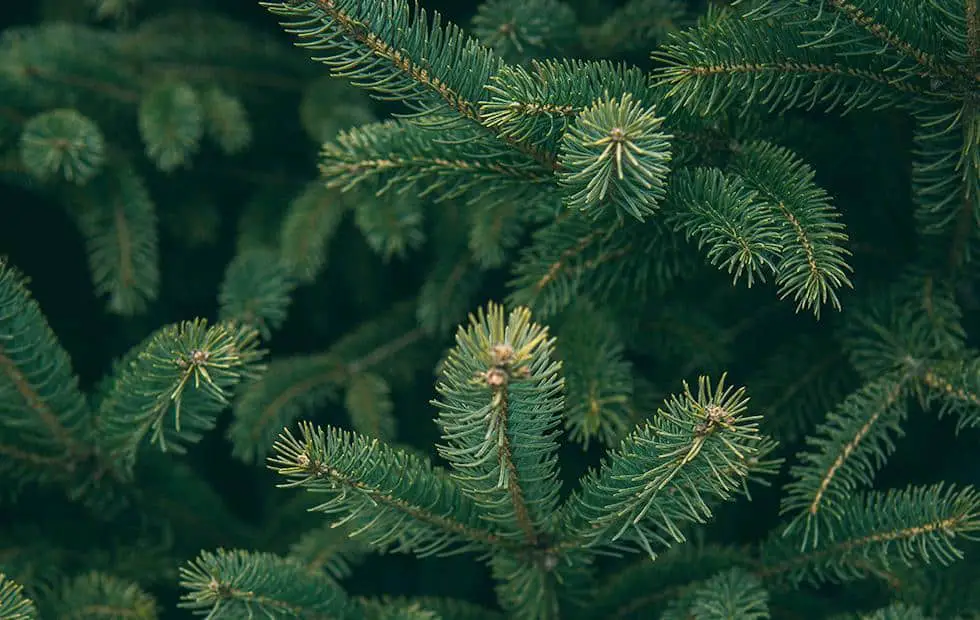 can-you-eat-pine-needles-top-4-edible-pine-needles-prepping-planet