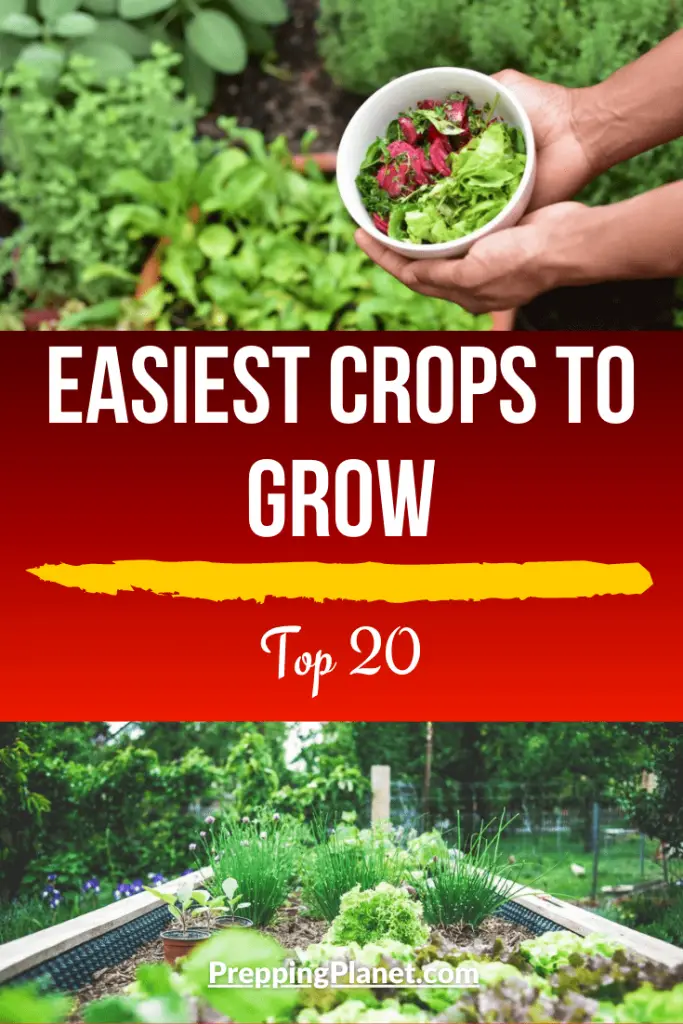 Easiest Crops To Grow Top 20 Prepping Planet 2022